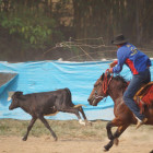 miniatura 12